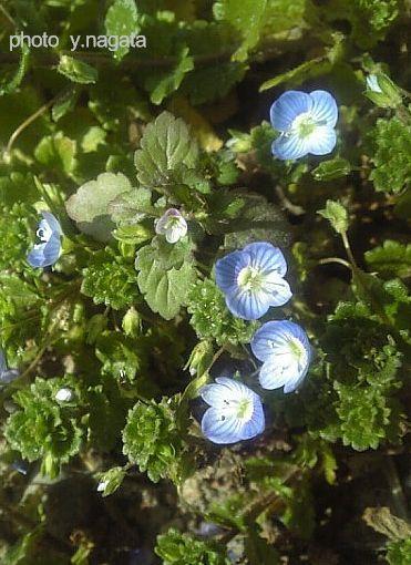 植物似たもの同士３ イヌノフグリとオオイヌノフグリ みかんの花日記