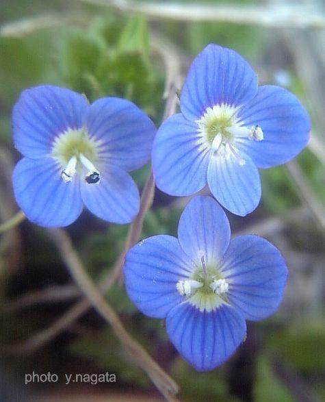 植物似たもの同士３ イヌノフグリとオオイヌノフグリ みかんの花日記