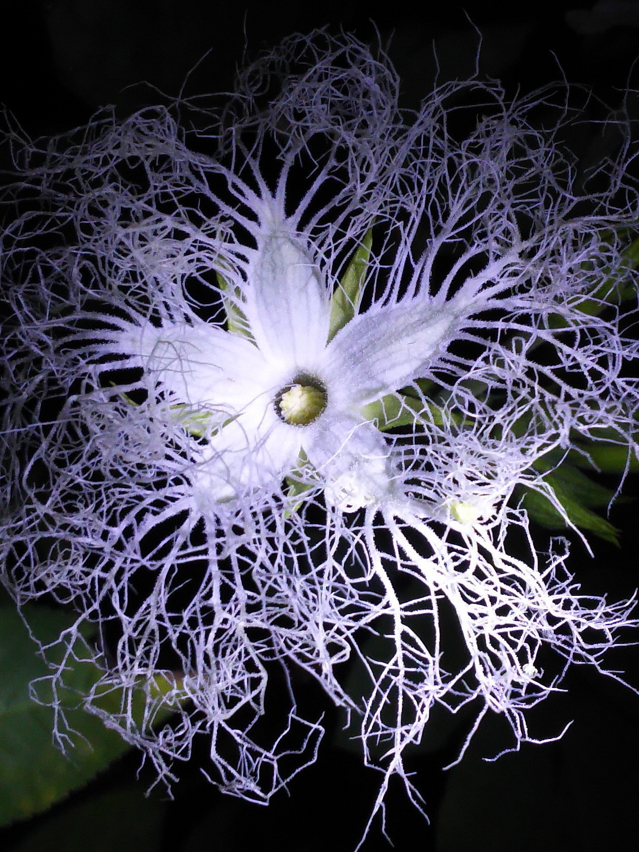 5月16日 番外編 オオカラスウリの開花 みかんの花日記