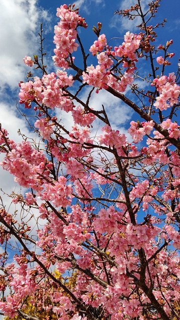 全面桜と青空.jpg