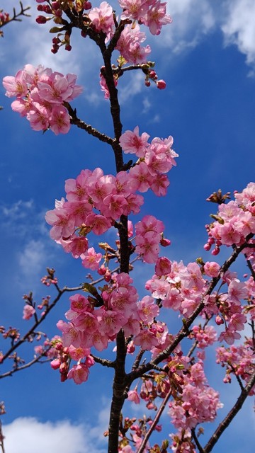 桜やや日陰.jpg