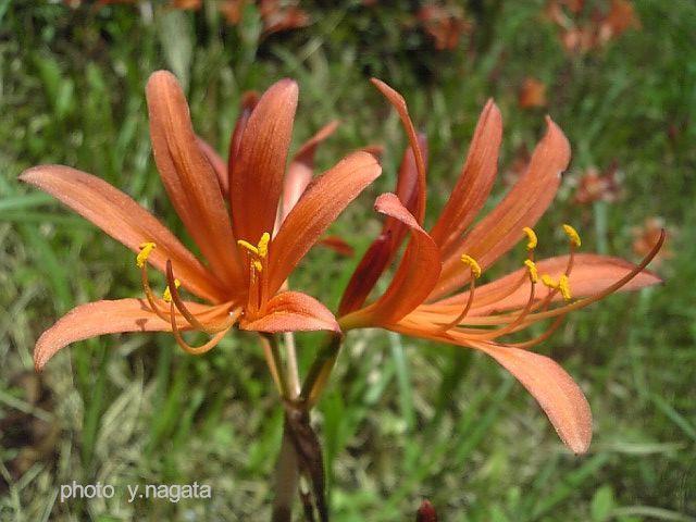 植物似たもの同士10 キツネノカミソリとオオキツネノカミソリ: みかん