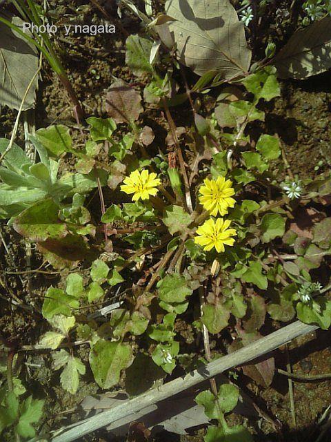 春の七草のホトケノザ みかんの花日記