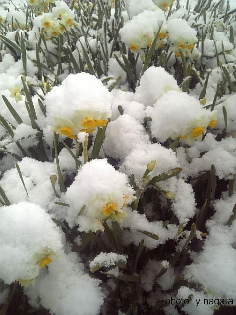 プロフ必読☆大光謹製☆水仙☆雪中花 image_5108722.jpg