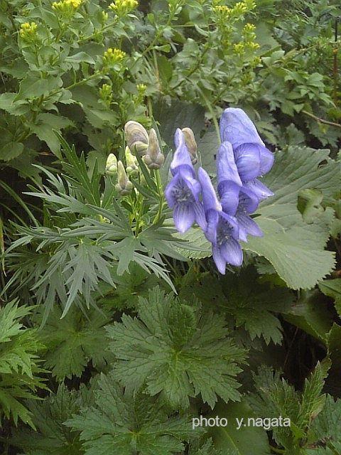 エゾノホソバトリカブト: みかんの花日記