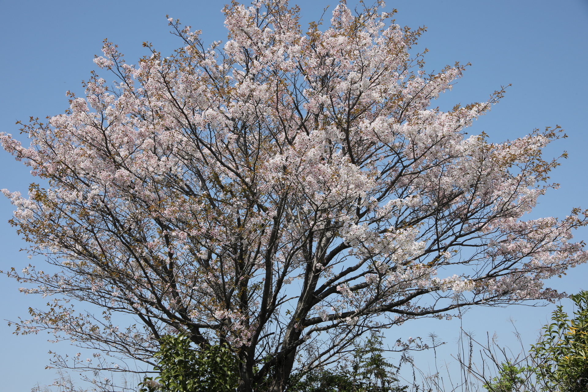 野中の1本桜 ヤマザクラ: みかんの花日記